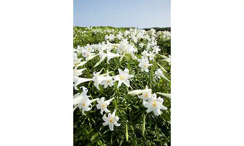 🌊 히가시헨나 곶(히가시헨나자키) 이미지 9